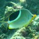 90- Poisson-papillon a selle 
